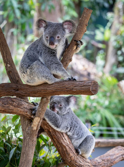 Australia's Wildlife