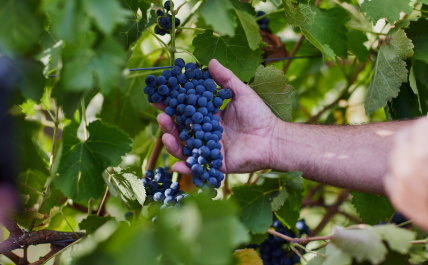 Australia's Vineyards and Wine Regions