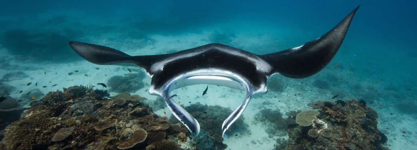 A manta ray glides over the reef near Lady Elliot Island, Australia. Image credit: Tourism Australia