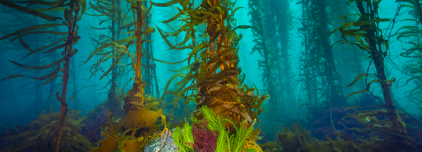 An underwater view of the giant kelp forests of the Great Southern Reef. Image credit: greatsouthernreef.com