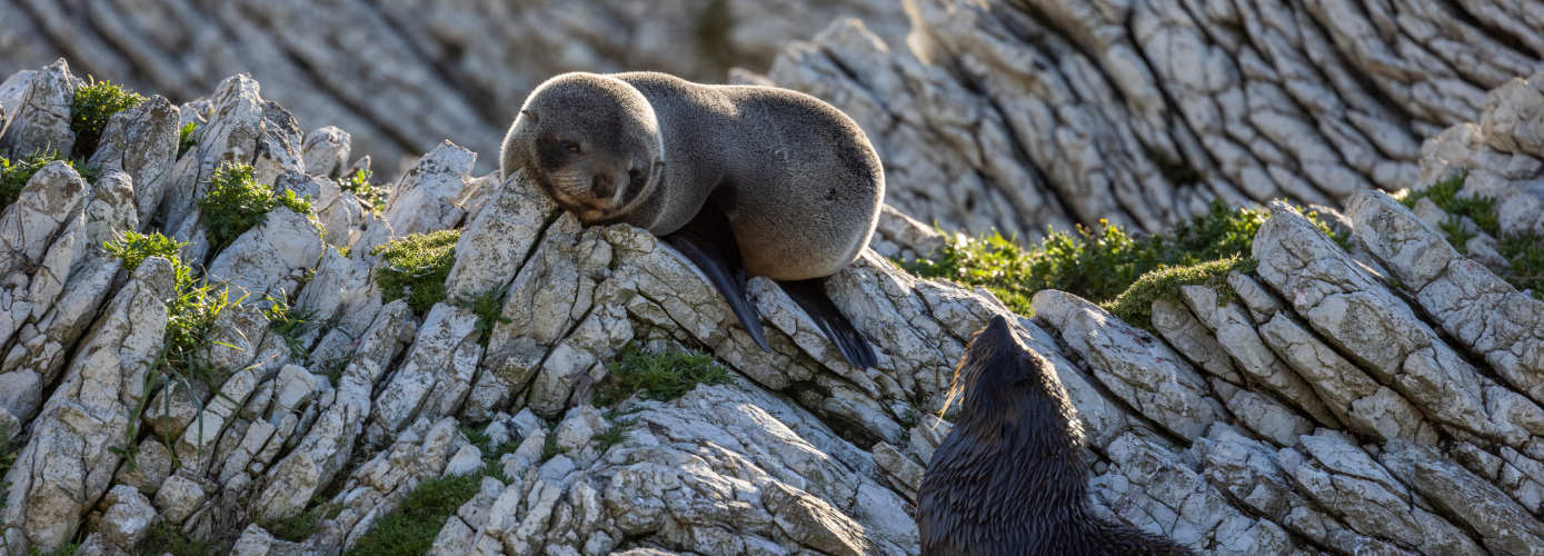 Aotearoa’s Wildlife