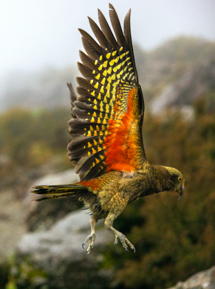 Aotearoa’s Wildlife